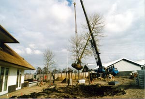 Plaatsen van grote bomen